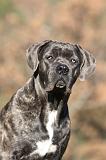 CANE CORSO 985